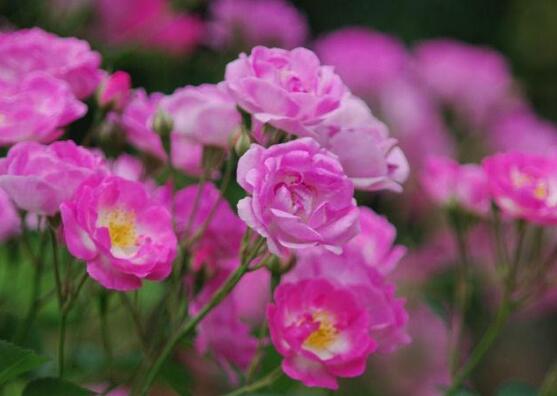 薔薇幾月開花(薔薇開花時間) 薔薇幾月開花(薔薇開花時間)