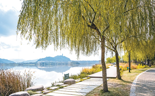 柳樹(shù)的種子靠什么傳播（柳樹(shù)傳播種子的方法）