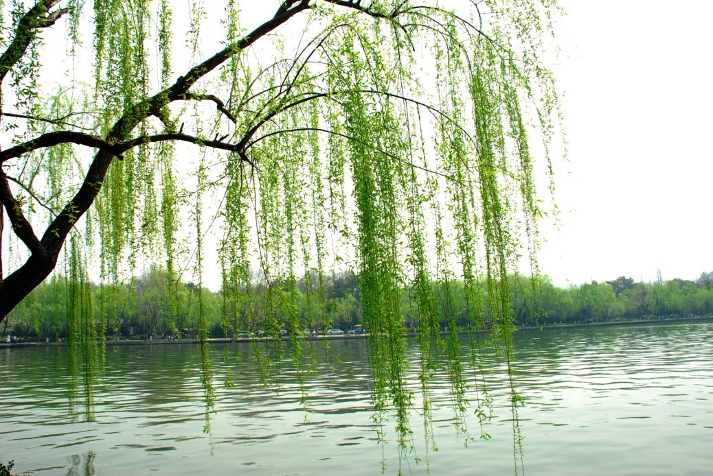 柳樹(shù)的種子靠什么傳播（柳樹(shù)傳播種子的方法）