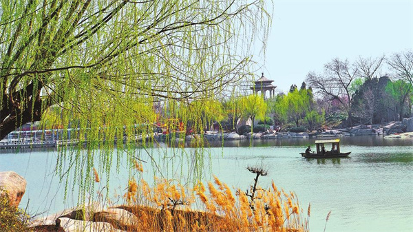 柳樹(shù)的種子靠什么傳播（柳樹(shù)傳播種子的方法）