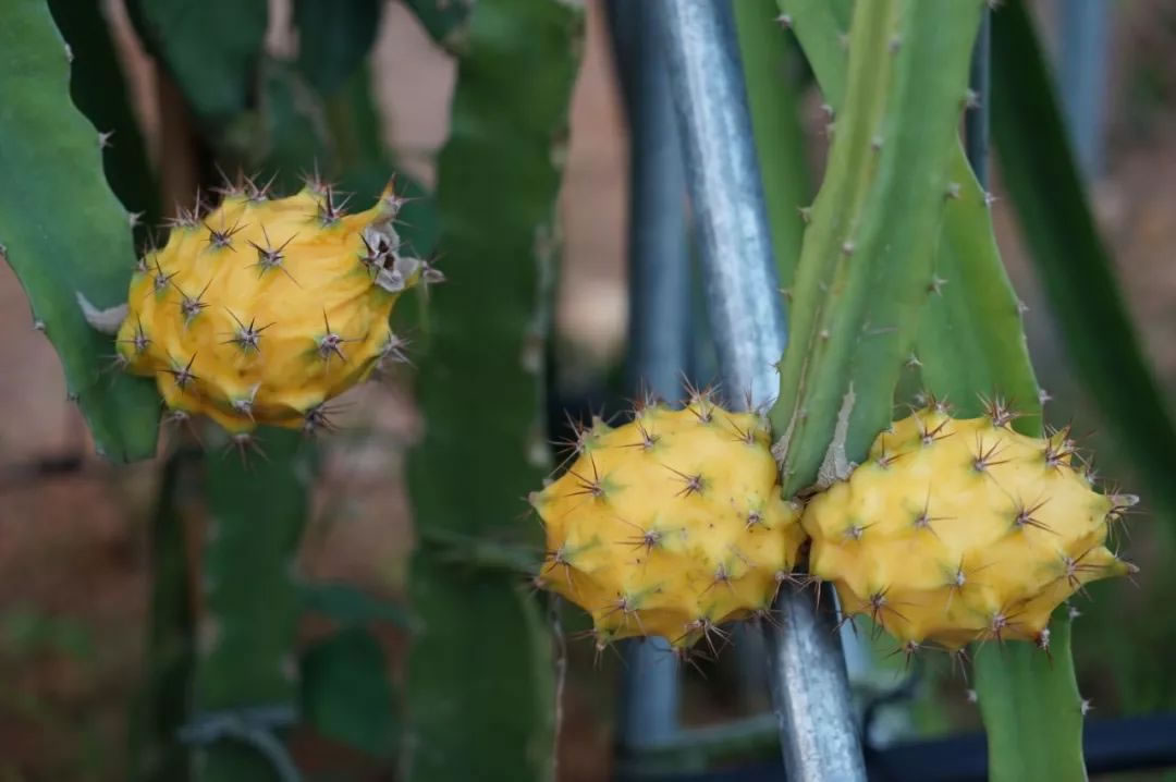 火龍果是仙人掌的果實嗎 火龍果是仙人掌的果實嗎