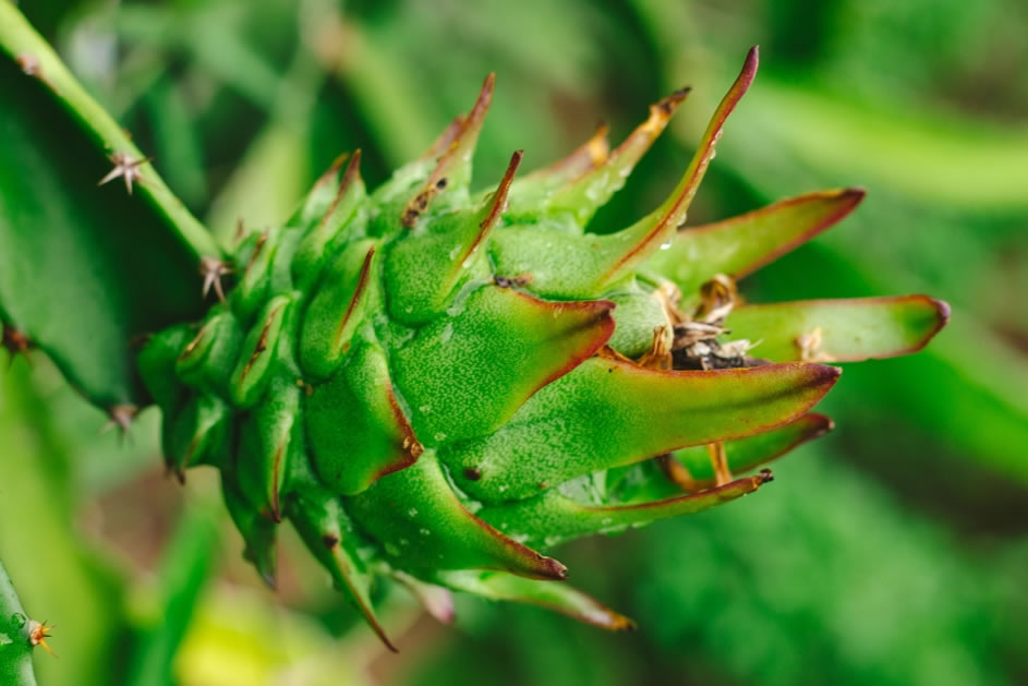 火龍果是仙人掌的果實嗎 火龍果是仙人掌的果實嗎