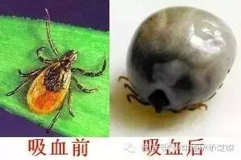 蜱蟲最怕什么氣味（蜱蟲的危害和預(yù)防治理方法）