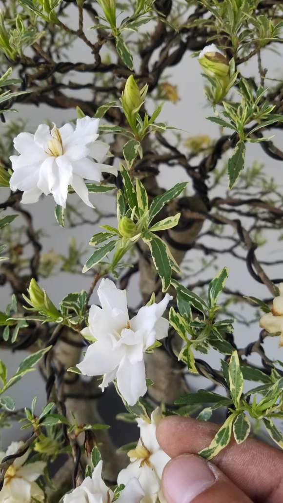 梔子花為啥不吉利(梔子花的寓意和代表品種) 梔子花為啥不吉利(梔子花的寓意和代表品種)