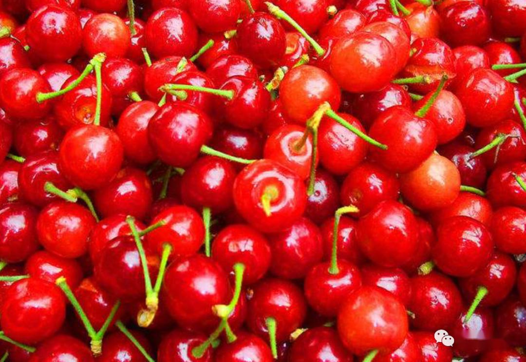 車厘子是櫻桃的一種嗎（車厘子和櫻桃的區別）