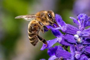 蜜蜂有哪些特點(diǎn)？