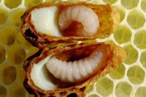 蜂王漿有什么功效及用途？