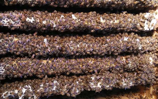 2021年中蜂多少錢一箱？