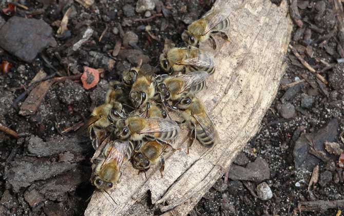 養(yǎng)殖蜜蜂為什么難賺到錢？