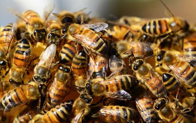 蜜蜂養(yǎng)殖有發(fā)展前景嗎？