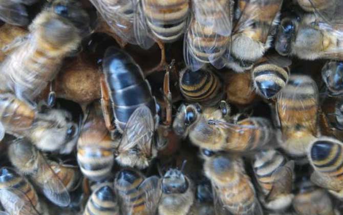 東北黑蜂有哪些優(yōu)點？