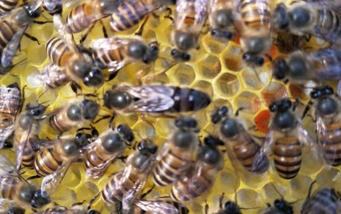 蜂王吃什么食物？