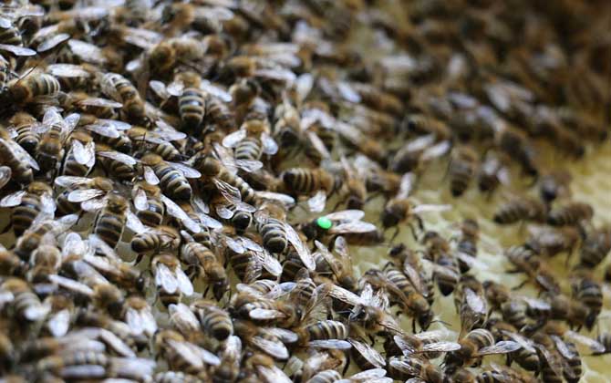 蜂王是公的還是母的？