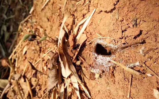 酸蜂(無(wú)刺蜂)是蜜蜂嗎？