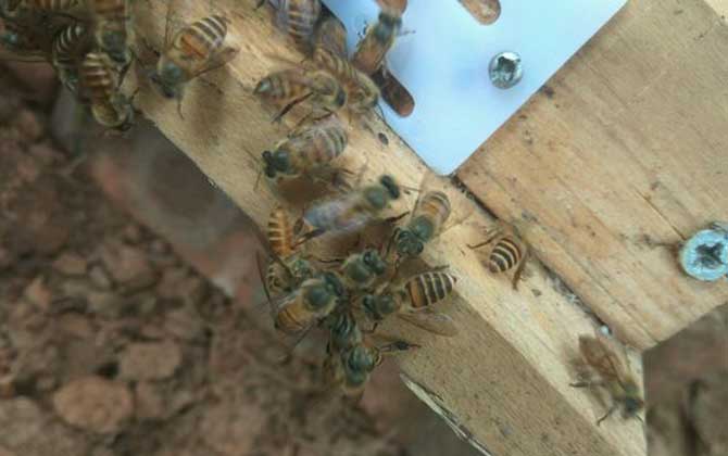 分蜂是老王走還是新王走？