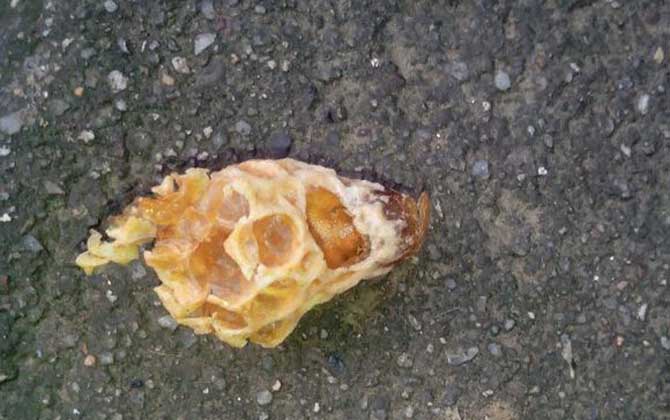 王臺封蓋后幾天會自然分蜂？