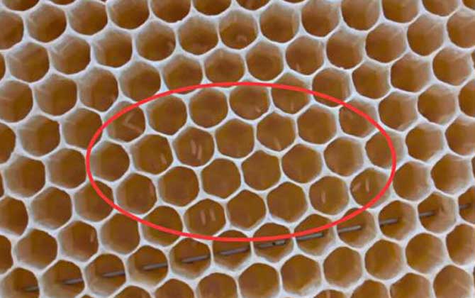 工蜂產卵后能活多久？