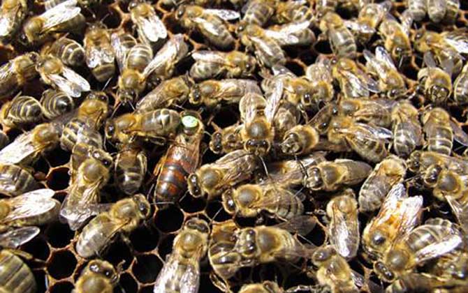 東北黑蜂可以定點養嗎？