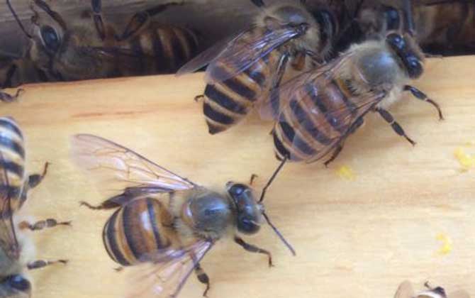 中蜂可不可以養(yǎng)雙王群？