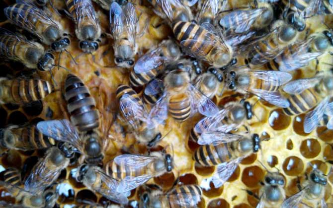 蜜蜂春繁為什么要保溫？