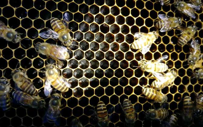 蜜蜂什么情況下會(huì)打架？