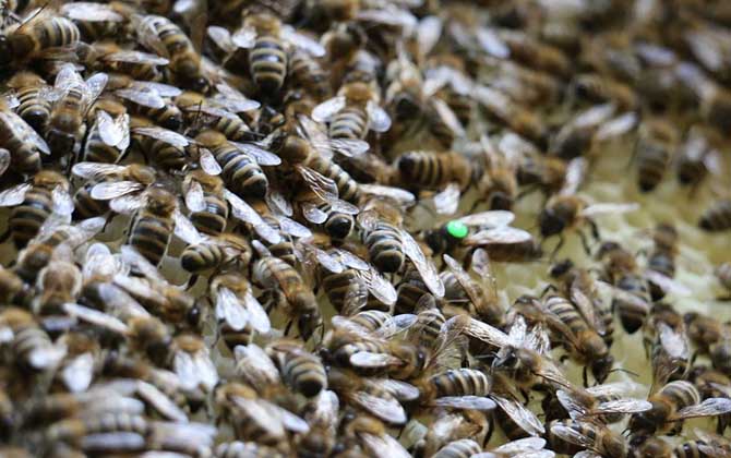 蜂群失王沒(méi)王臺(tái)怎么辦？