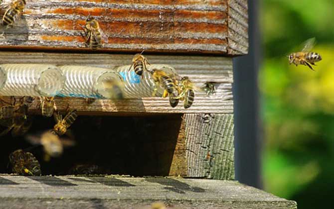 蜂群合并會(huì)不會(huì)回蜂？