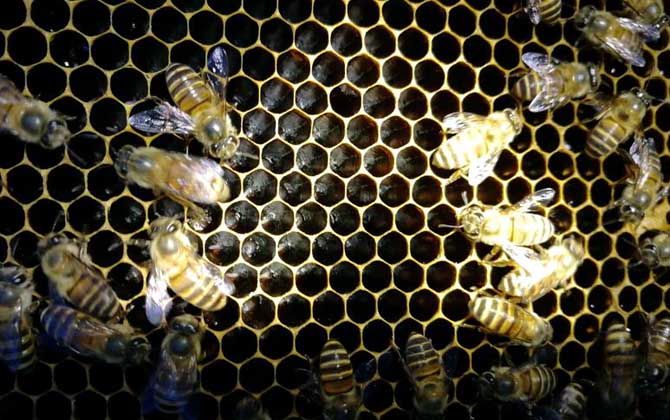 工蜂產(chǎn)卵20天怎么處理？