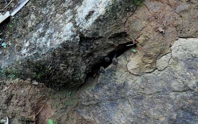 偵查蜂誘蜂來(lái)蜂的征兆