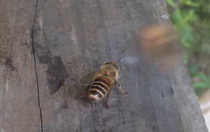 怎樣吸引偵查蜂前來(lái)偵查？