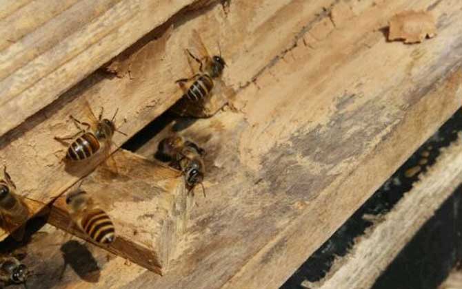 人工分蜂白天好還是晚上好？