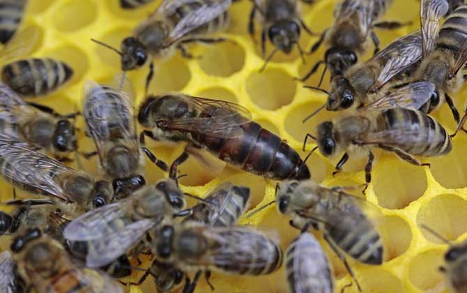 蜂群失王多久可以合并？