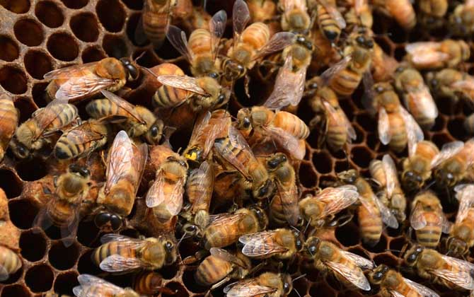 蜜蜂秋繁怎樣飼喂蜂群？