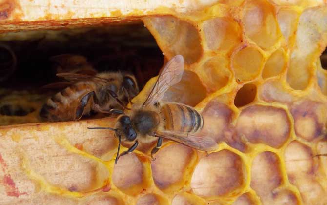 巢蟲怎么防治最有效？