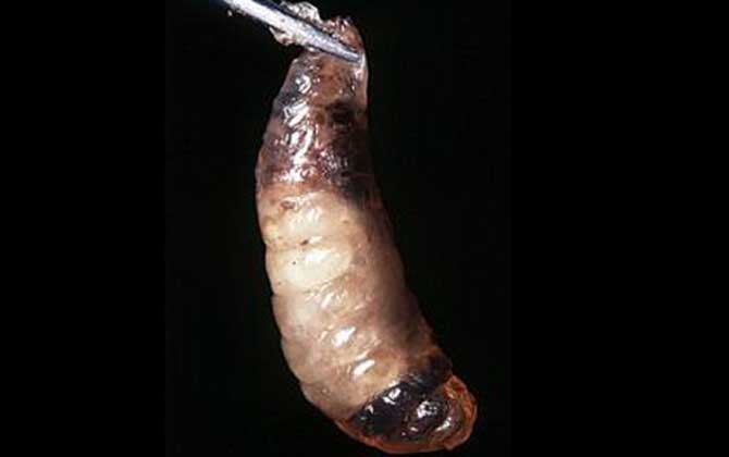 中華蜜蜂有哪常見病蟲害？