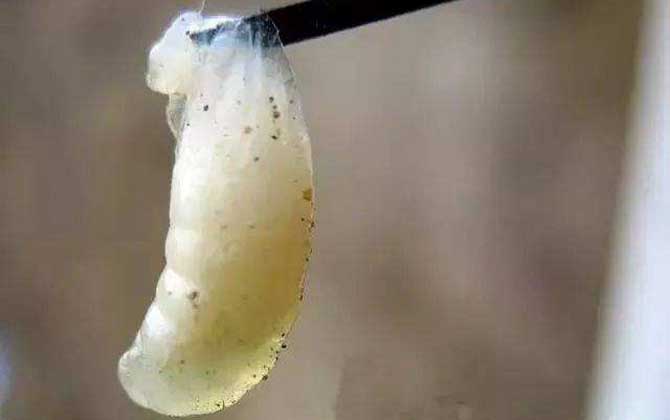 中蜂幼蟲病用什么藥治療？