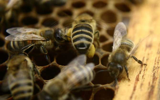 意蜂除螨用什么藥最好？