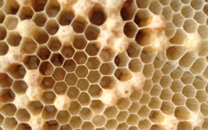 蜜蜂是怎么發(fā)育成的？三型蜂的發(fā)育大不相同，尤以蜂王最為特殊！