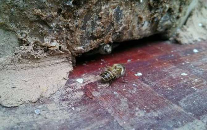 想養蜂卻苦于沒有蜂種，像這樣做個誘蜂箱，輕松將它們誘捕回來！