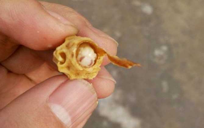 王臺是蜂王的巢房，大致有這三種，了解它們對養蜂生產極為有利！