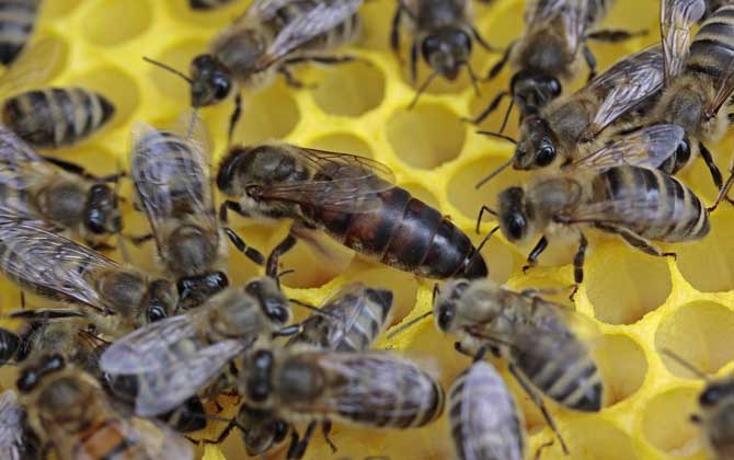 怎樣鑒別蜂王的好壞？按這幾個標準，優質王還是劣質王一目了然！