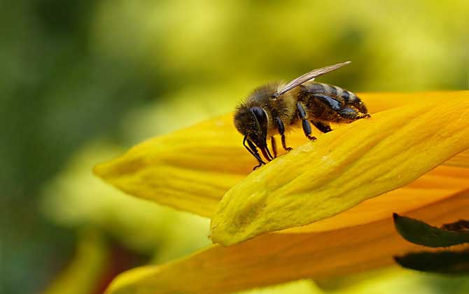 被蜜蜂蟄了怎么處理？不要太緊張，像這樣處理后基本沒啥大問題！