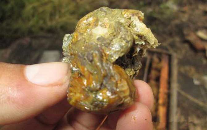 蜂膠怎么吃效果好？吃對了好處不用多說，吃錯了反而對健康不利！