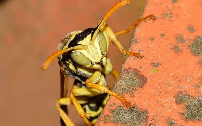 窗外有馬蜂窩吉利嗎？與吉利無關(guān)，只能表明窗外適合馬蜂筑巢！
