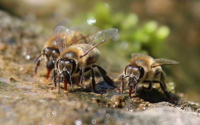 蜜蜂是益蟲還是害蟲？為什么？事實上很多植物授粉都離不開蜜蜂！