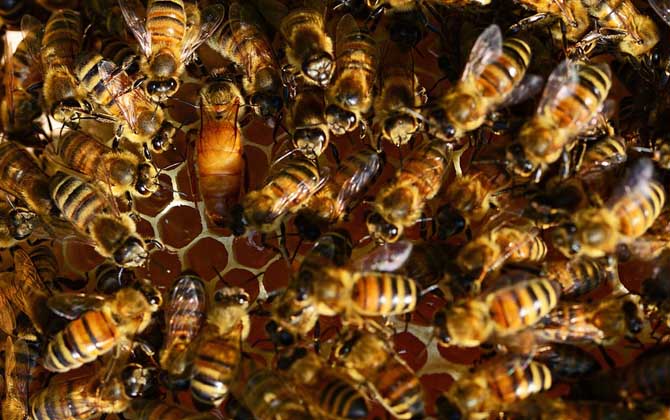 工蜂產(chǎn)卵怎么處理？必須先處理產(chǎn)卵工蜂，然后再介入一只新蜂王！