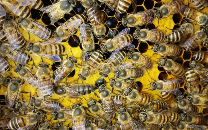 蜜蜂養殖技術有哪些？學會這些養蜂技術，蜜蜂養殖才能得心應手！