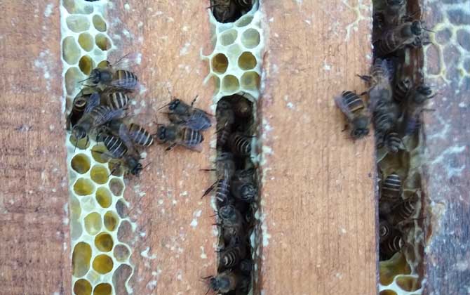 養(yǎng)中蜂最忌諱什么？這幾個毛病不改掉，永遠都養(yǎng)不好中蜂！