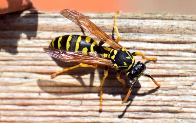 被馬蜂蟄了怎么辦？怎么消腫？切勿掉以輕心，嚴重時會危及生命！