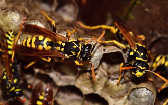 家里有馬蜂窩的預(yù)兆是什么？無關(guān)禍福，只能說家里適合馬蜂筑巢！